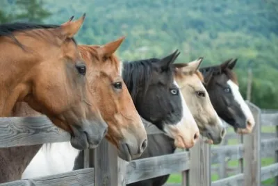 פאזל של Cavalos 11