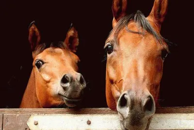 פאזל של Cavalos 12