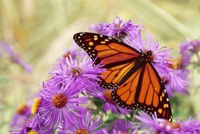 פאזל של mariposas