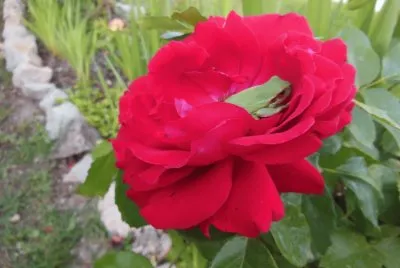 rana romÃ¡ntica jigsaw puzzle