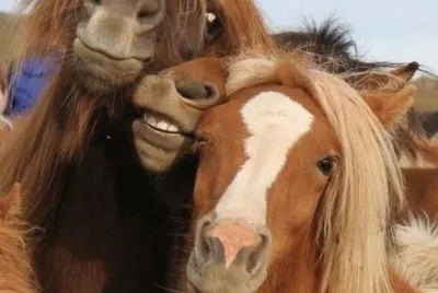 פאזל של digan whisky