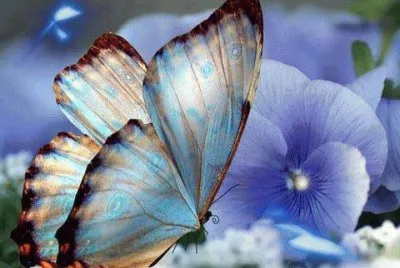 mariposas