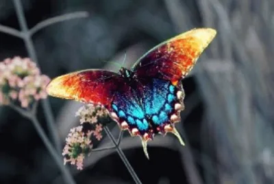 פאזל של mariposas