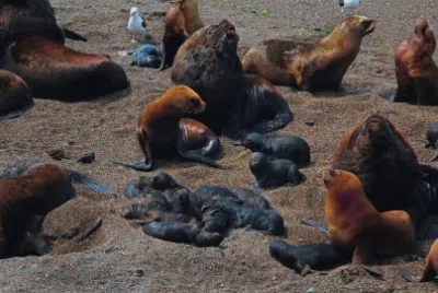 פאזל של En la PenÃ­nsula de ValdÃ©s. Chubut. Argentina