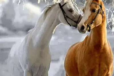 פאזל של imagens