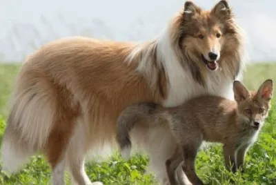 פאזל של imagens