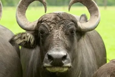 פאזל של bufalo