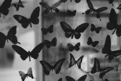 פאזל של buttereflies