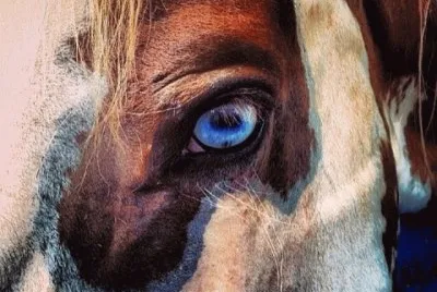 פאזל של Cavalos 13