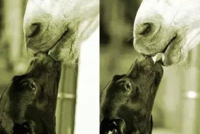 פאזל של Cavalos 17