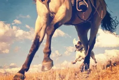 פאזל של Cavalos 18