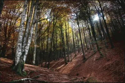 bosque jigsaw puzzle