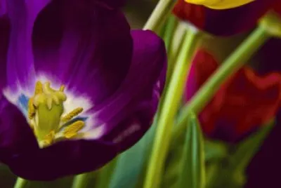 violet