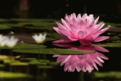 waterlily full