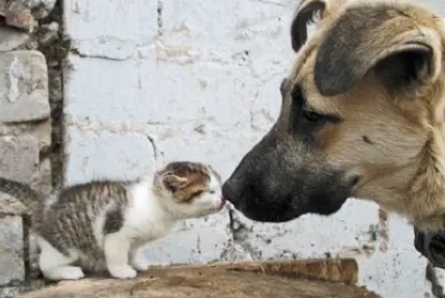 פאזל של animales