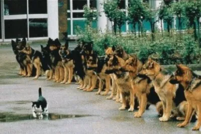 פאזל של animales