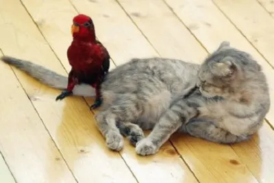 פאזל של animales