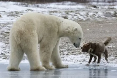 פאזל של animales
