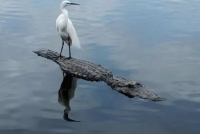 פאזל של animales