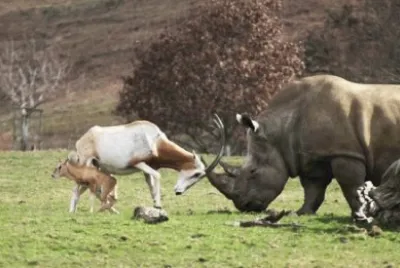 פאזל של animales