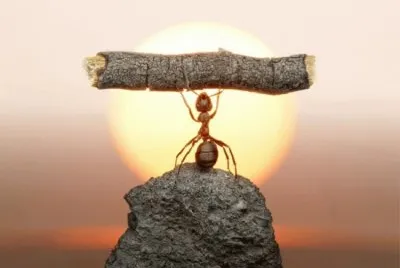 פאזל של bichito