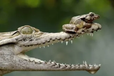 פאזל של animales