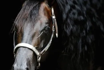 פאזל של Cavalos 19