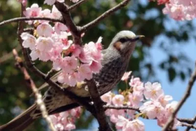 PÃ¡ssaro em cerejeira