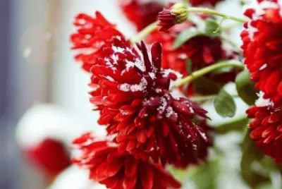 Flor de inverno jigsaw puzzle