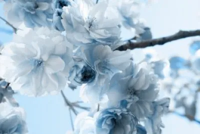 Flor de Inverno