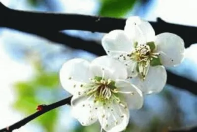 æ¢…èŠ±