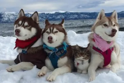 ×›×œ×‘×™× ×‘×©×œ×’