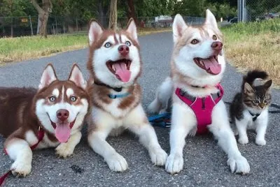 ×›×œ×‘×™×