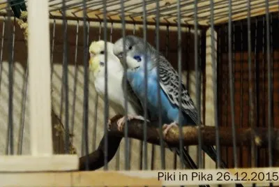 piki