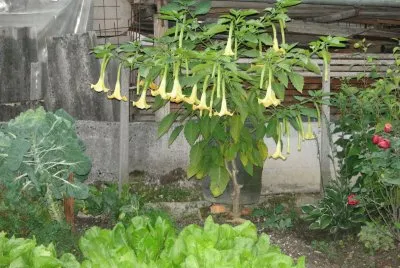 trobenta