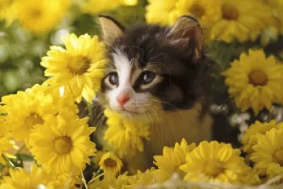 Gatinho e flores
