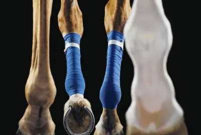 Cavalos 29