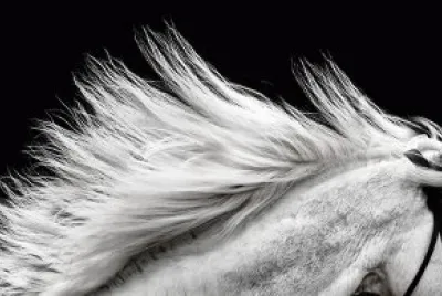 פאזל של Cavalos 33