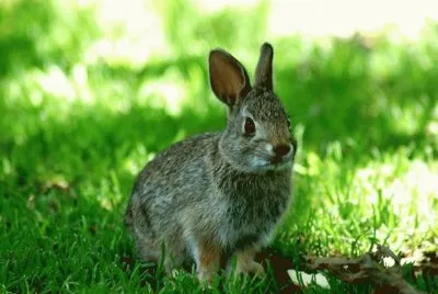 rabitt