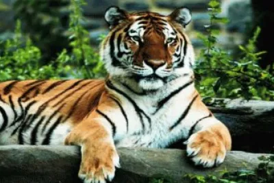 פאזל של Felino