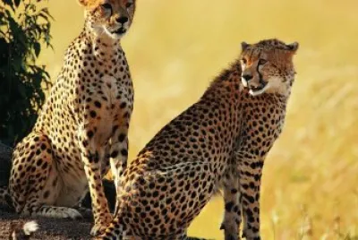 פאזל של Felino