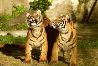 פאזל של Tigres Salvajes