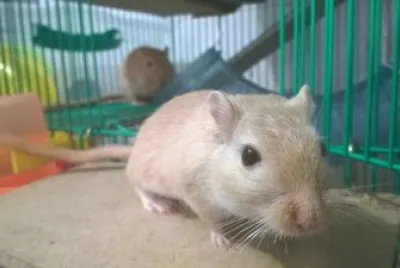 פאזל של Gerbil