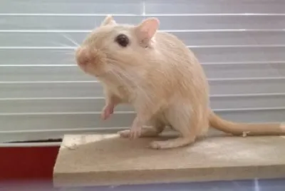 פאזל של Gerbil