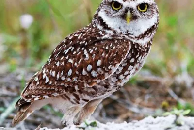 פאזל של civette