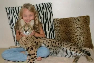 פאזל של gatos1