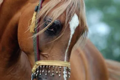 פאזל של Cavalos 35