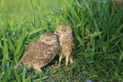 פאזל של athene cunicularia