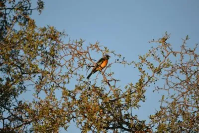 פאזל של thraupis bonariensis