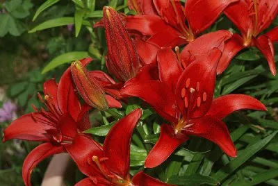 azucenas jigsaw puzzle